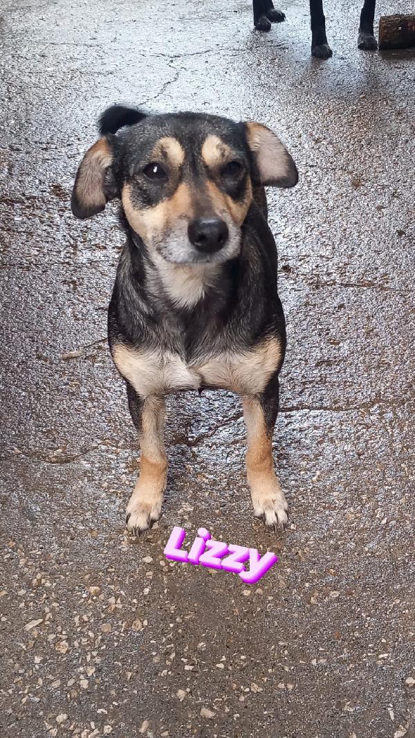 LIZZY - simil pinscher di 4 anni Foto 2